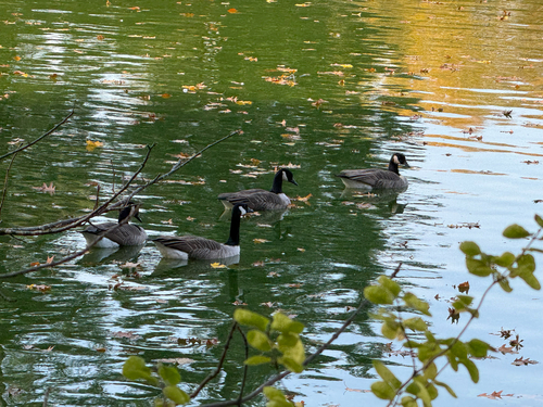 Branta observed 2026-10-29