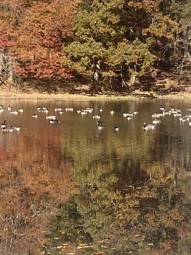 Branta observed 2026-10-29