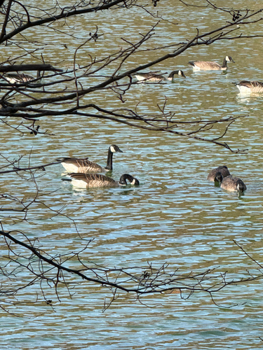 Branta observed 2026-10-29