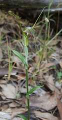 Pterostylis decurva
