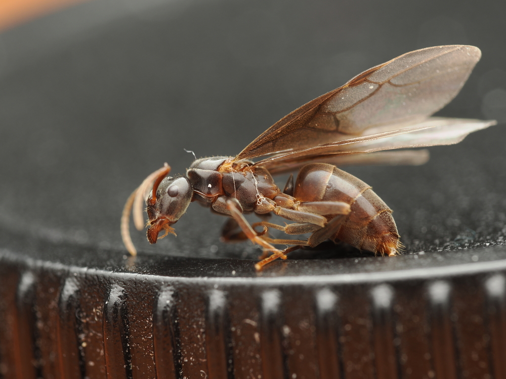 Lasius viehmeyeri