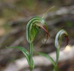 Pterostylis decurva