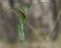 Pterostylis decurva