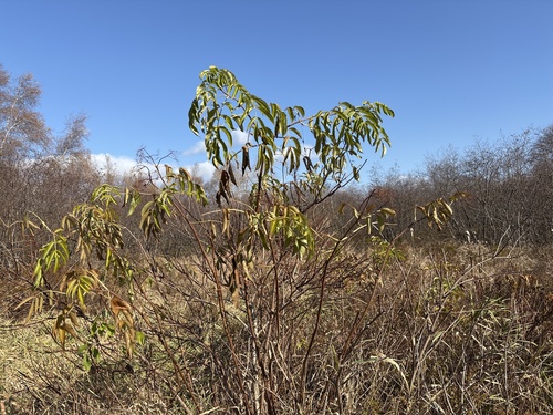 Sambucus canadensis observed 2026-10-29