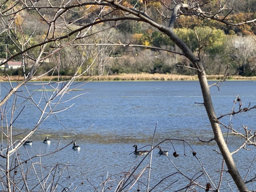 Branta observed 2026-10-29