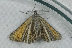 Isturgia limbaria