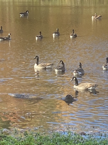 Branta observed 2026-10-29