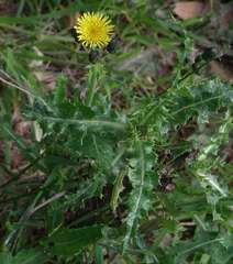 Sonchus asper glaucescens