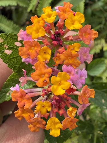 Lantana camara observed 2026-10-21