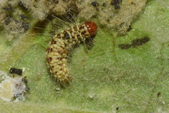 Eublemma olivacea