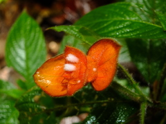 Palicourea granvillei
