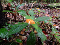 Palicourea granvillei