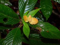 Palicourea granvillei