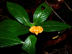 Palicourea granvillei