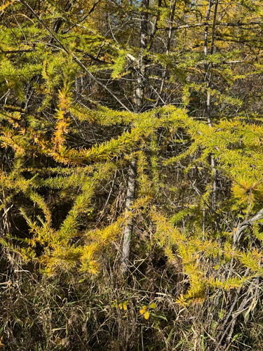 Larix laricina observed 2026-10-29
