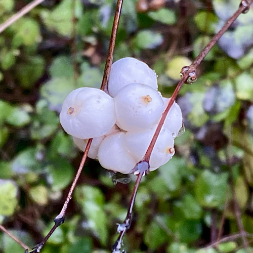 Vaccinium observed 2026-10-29