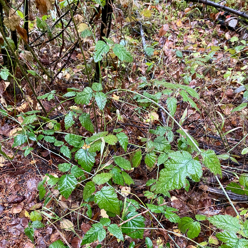 Rubus observed 2026-10-29