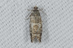 Epinotia tedella