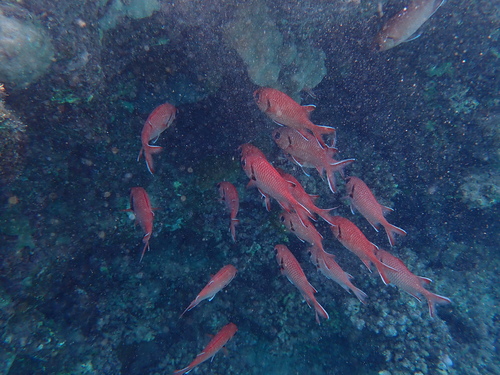 Myripristis murdjan observed 2026-10-15