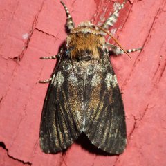 Panthea acronyctoides