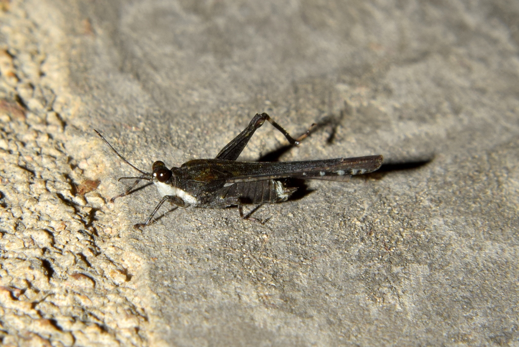 Euparatettix personatus