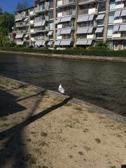 Chroicocephalus ridibundus