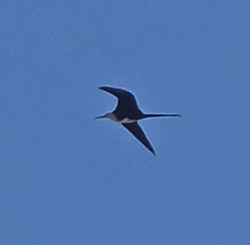 Aves observed 2026-10-29