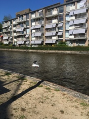 Chroicocephalus ridibundus