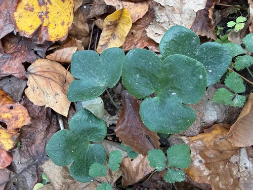 Hepaticae observed 2026-10-29