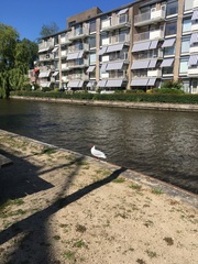 Chroicocephalus ridibundus