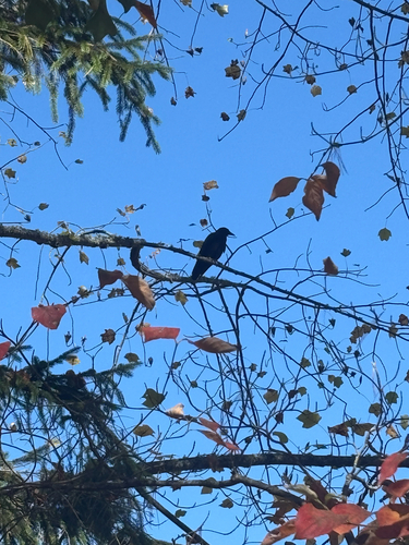 Corvus observed 2026-10-29
