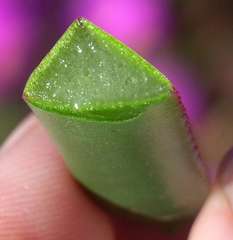 Carpobrotus aequilaterus