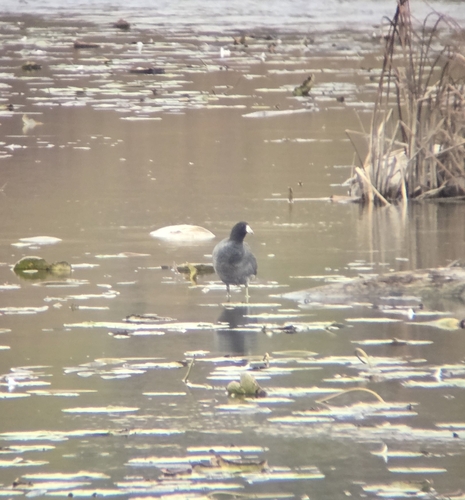 Fulica americana observed 2026-10-29