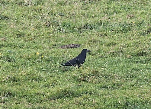Corvus observed 2026-10-29