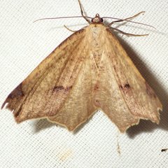 Antepione thisoaria