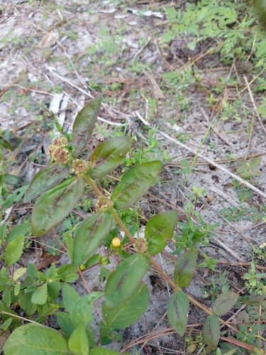 Euphorbia hirta observed 2026-10-29