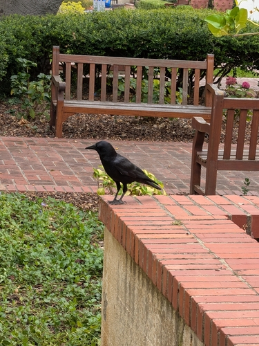 Corvus observed 2026-10-29