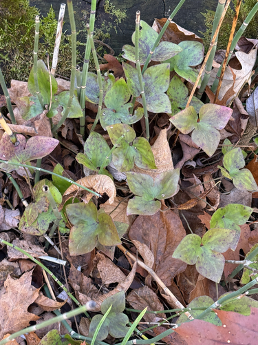 Hepaticae observed 2026-10-29