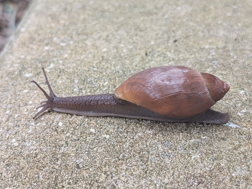 Euglandina rosea observed 2026-10-29