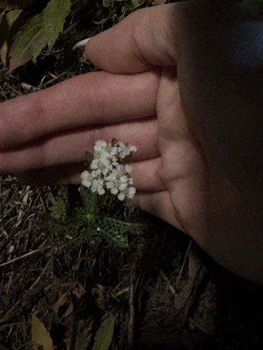 Achillea millefolium observed 2026-10-29