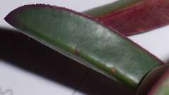 Carpobrotus aequilaterus