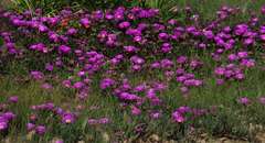 Carpobrotus aequilaterus