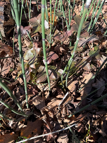 Hepaticae observed 2026-10-29