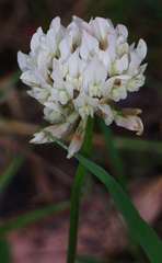 Trifolium repens repens