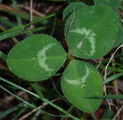 Trifolium repens repens