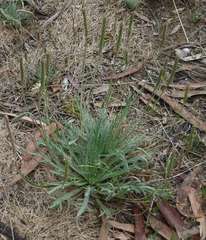 Plantago coronopus coronopus