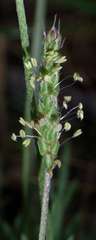 Plantago coronopus coronopus