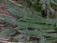 Plantago coronopus coronopus