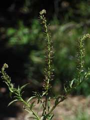 Lepidium africanum