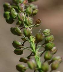 Lepidium africanum